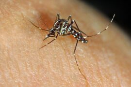 The Asian Tiger Mosquito, Aedes albopictus.