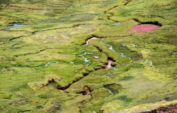 Marsh in Peru.