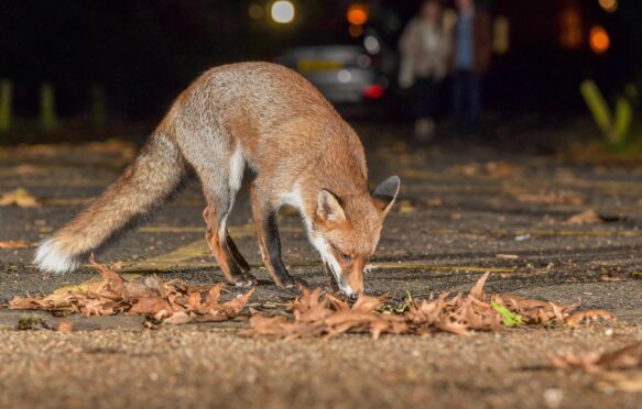 Urban Fox