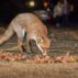 Urban Fox