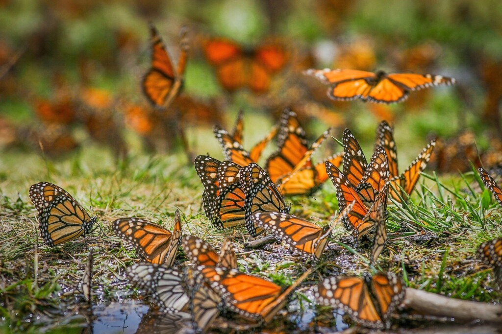 Monarch butterflies.