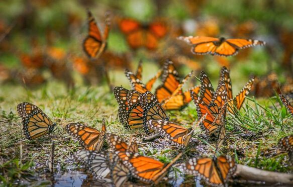 Monarch butterflies.