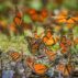 Monarch butterflies.