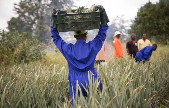 Commercial pineapple farming, Ghana.