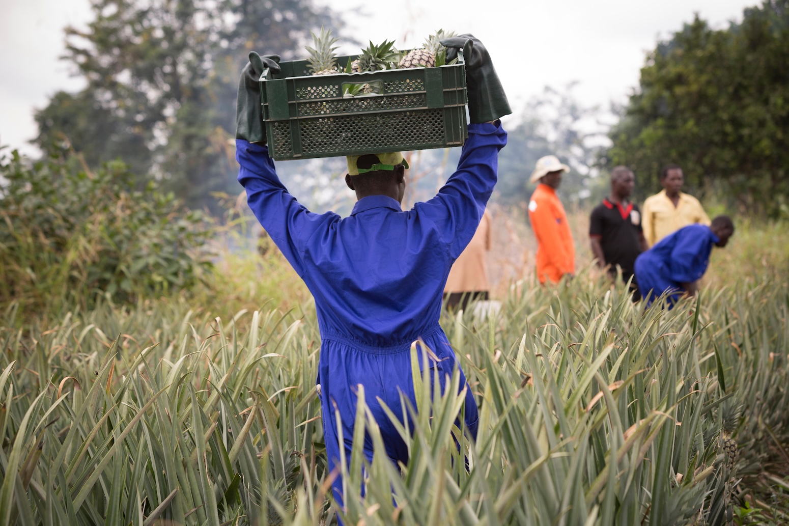 Guest post: How climate change is causing ‘ecological grief’ for farmers in Ghana Guest post: How climate change is causing ‘ecological grief’ for farmers in Ghana