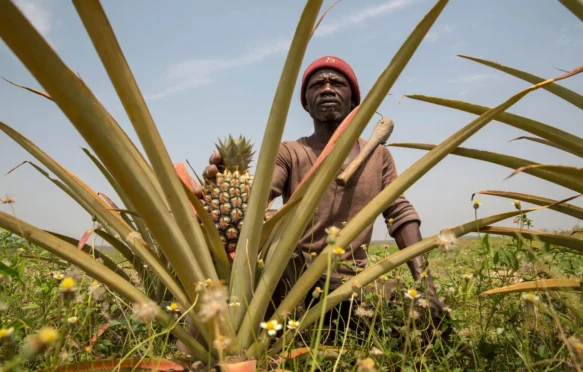 Pineapple harvester, Mali.