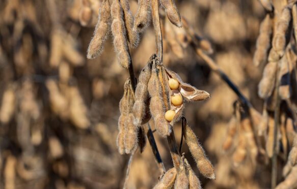 Soybean pod.