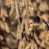 Soybean pod.