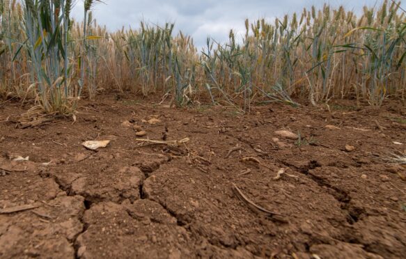 Barley growing on ground suffering from drought, with cracks in the soil.