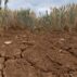 Barley growing on ground suffering from drought, with cracks in the soil.