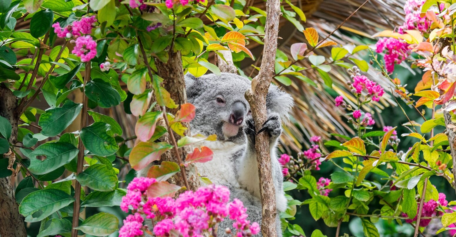 Koala resting in flowering tree.