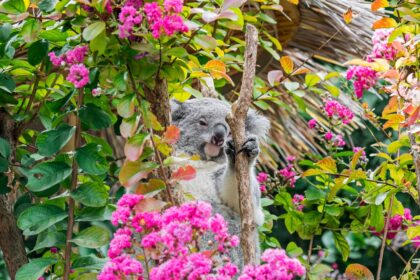 Koala resting in flowering tree.