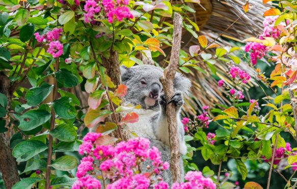 Koala resting in flowering tree.