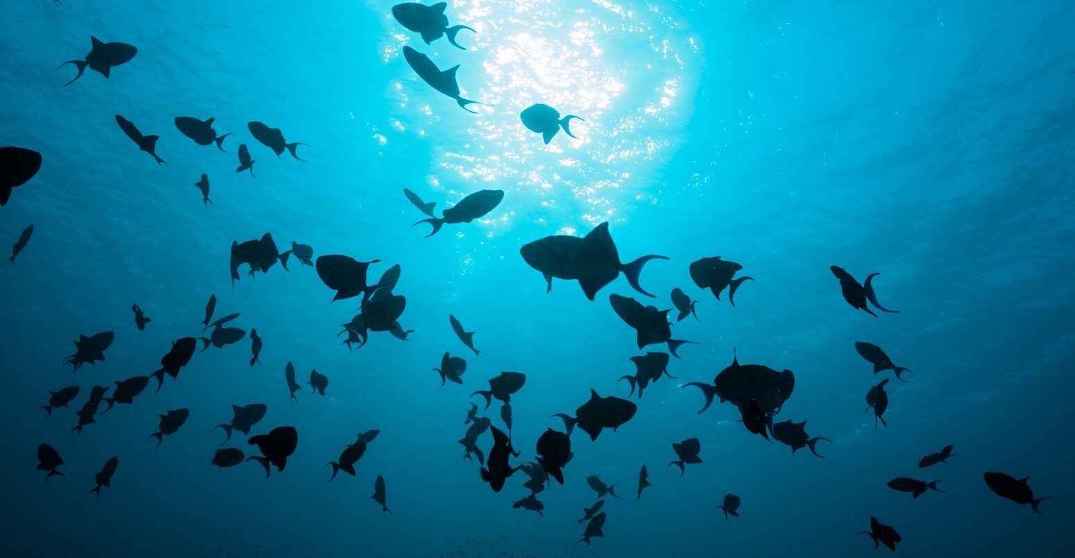 Redtooth triggerfishes in the Indian Ocean, Maldives.