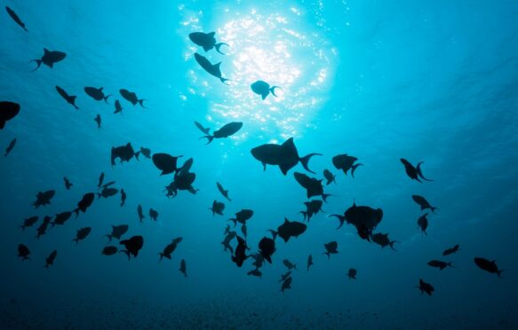 Redtooth triggerfishes in the Indian Ocean, Maldives.