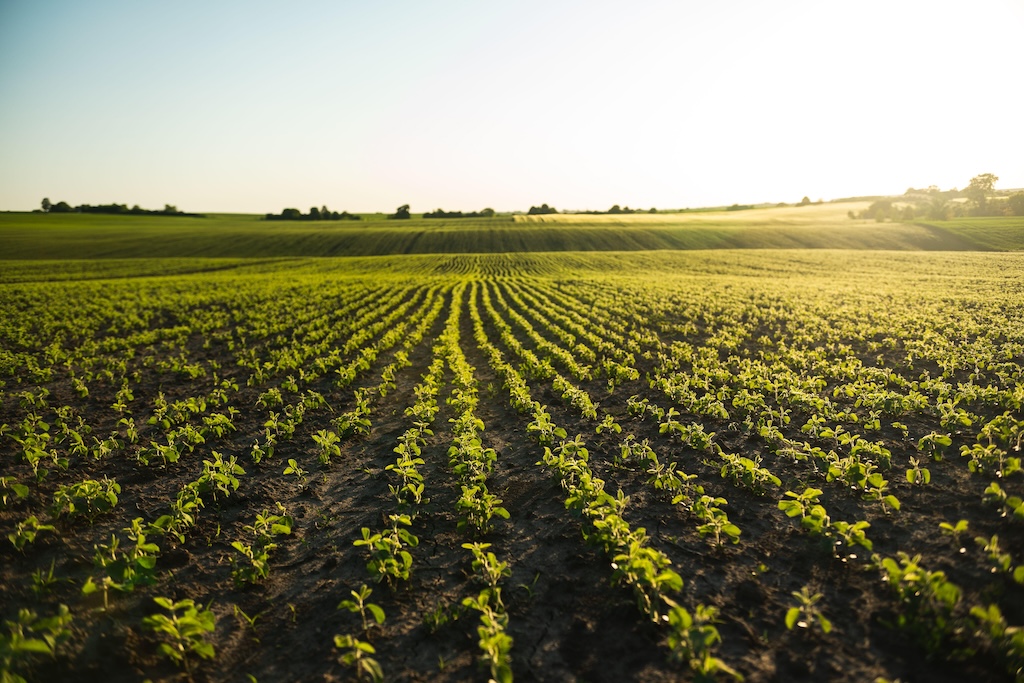 Soya beans growing in a field. Credit: Volodymyr Shtun / Alamy Stock Photo. Image ID: 3B84F7G.