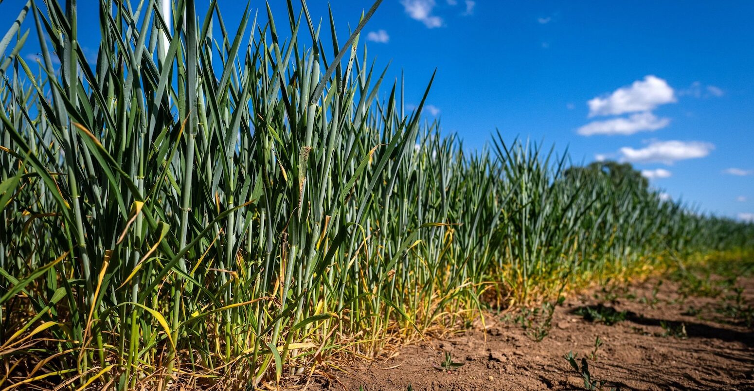 Wheat affected by drought conditions in Bremen, Germany in May 2025. Credit: dpa picture alliance / Alamy Stock Photo. Image ID: 3BB9R98.