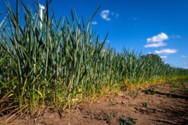 Wheat affected by drought conditions in Bremen, Germany in May 2025. Credit: dpa picture alliance / Alamy Stock Photo. Image ID: 3BB9R98.