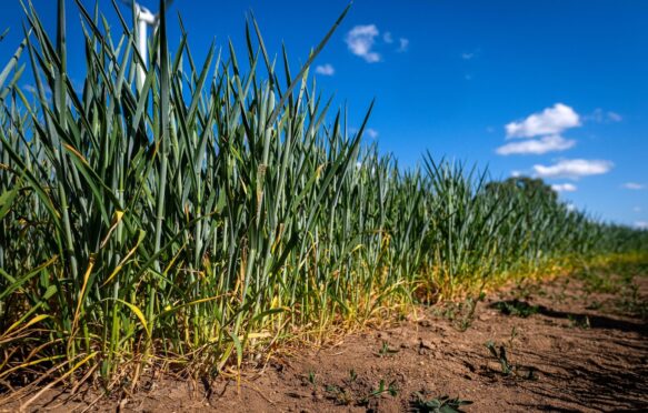 Wheat affected by drought conditions in Bremen, Germany in May 2025. Credit: dpa picture alliance / Alamy Stock Photo. Image ID: 3BB9R98.