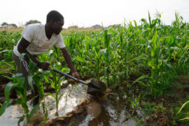 Smallholder farmer irrigating their field using cooperative infrastructure. Zambia. Credit: Eitan Simanor / Alamy Stock Photo. Image ID: CXWRPB.