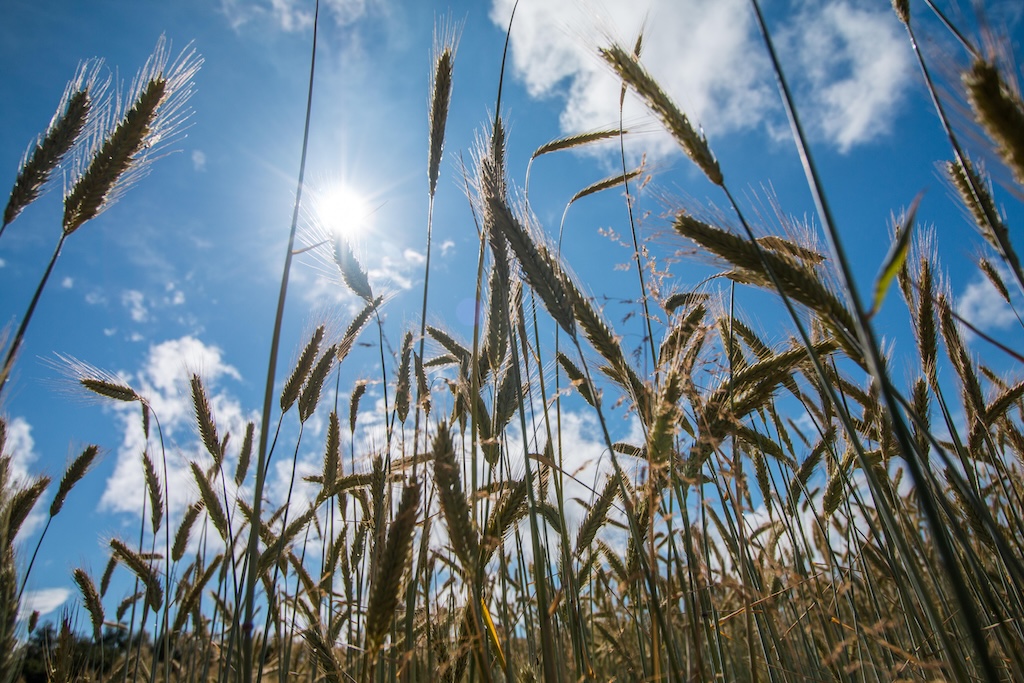 Wheat growing in a field. Credit: Jon Freeman / Alamy Stock Photo. Image ID: EXYNXR.