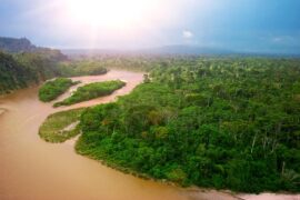 Amazon rainforest, Ecuador.