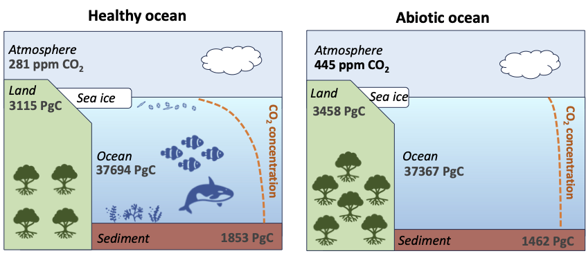 Reserves of carbon on land, in the atmosphere, ocean and marine sediment in a pre-industrial climate with (left) and without (right) marine life.