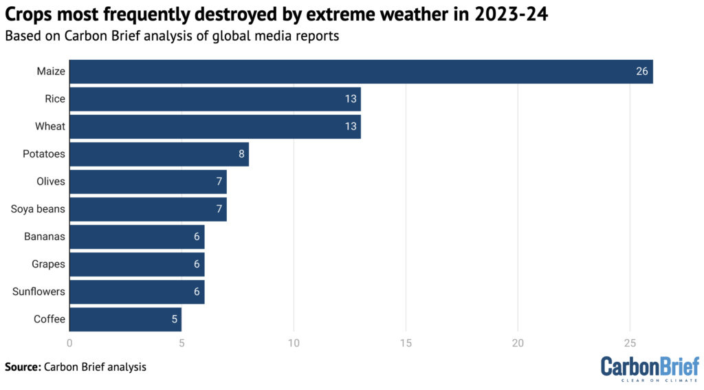 The crops that appeared most frequently in media reports of extreme weather impacts analysed by Carbon Brief, ranked in order of most to least frequent: maize, wheat, rice, potatoes, soya beans, olives, bananas, grapes, sunflowers and coffee. Credit: Carbon Brief.