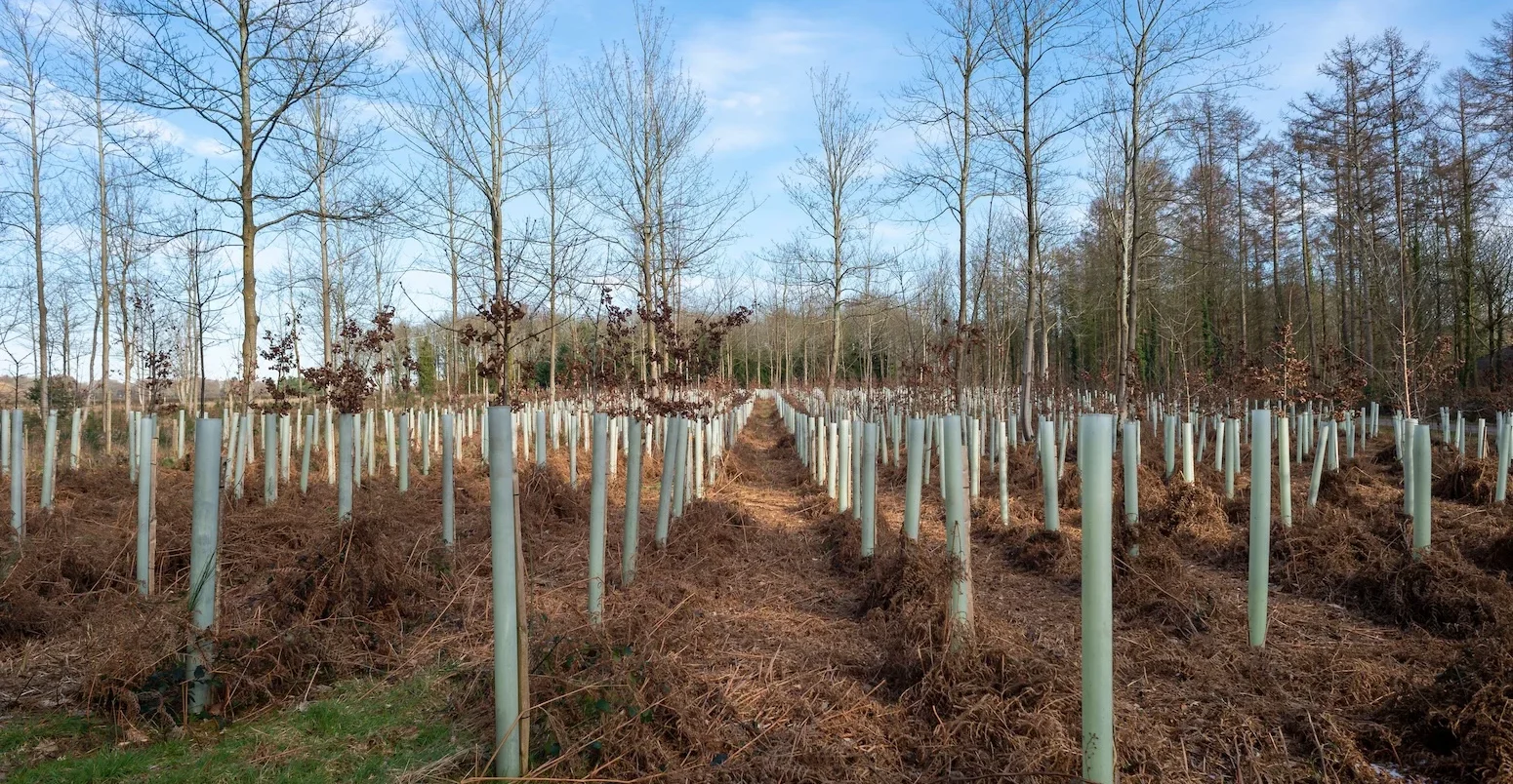 Reforestation with young trees in growing in tubes