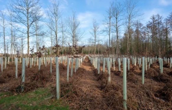 Reforestation with young trees in growing in tubes