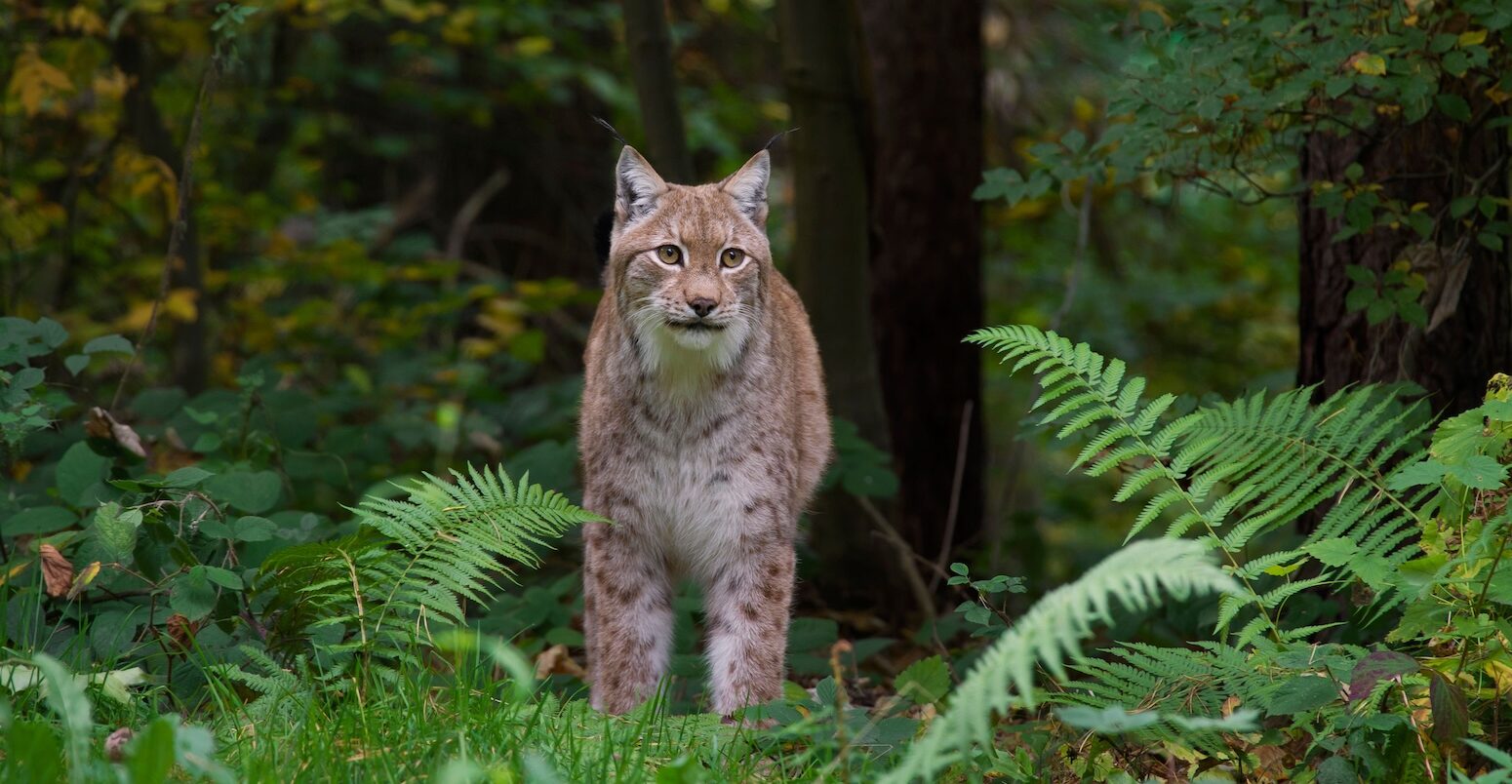 Eurasian lynx in forest.