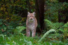 Eurasian lynx in forest.