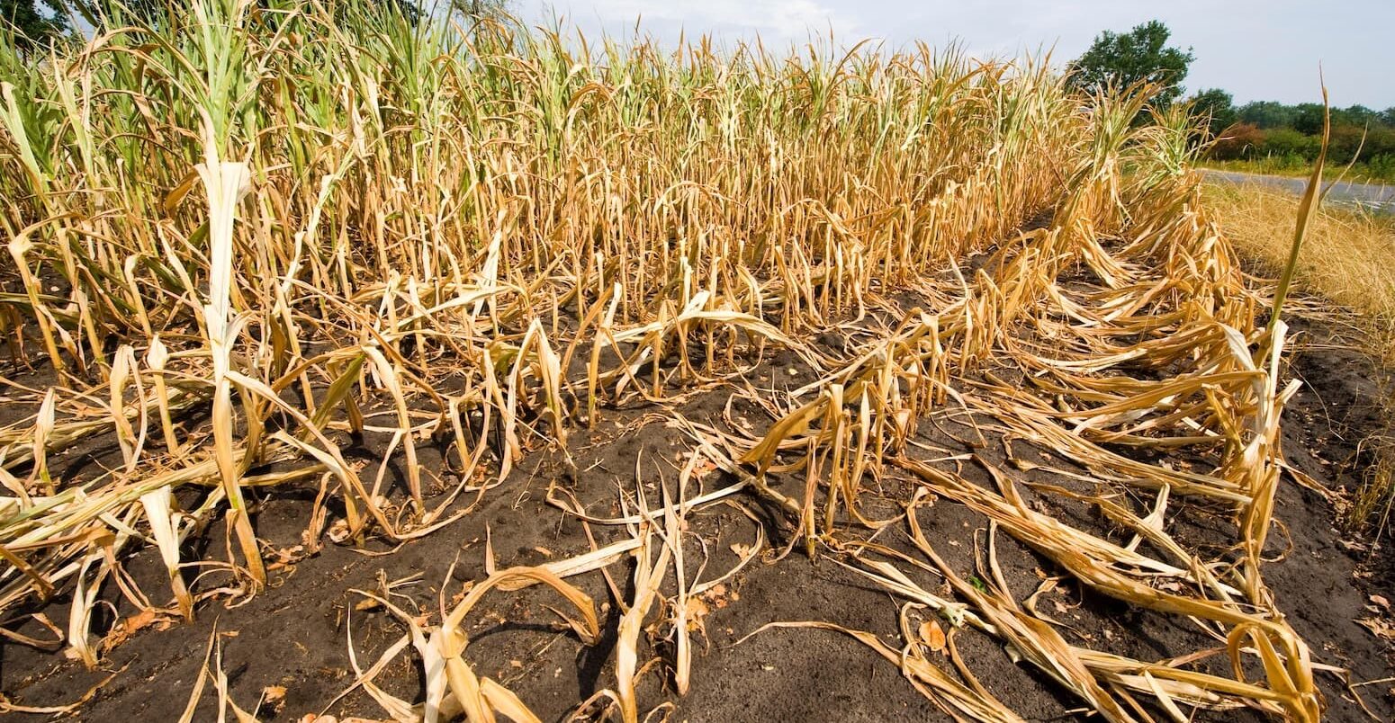 Dry and almost dead maize at the end of a very dry summer in the Netherlands. Credit: Robert Hoetink / Alamy Stock Photo. Image ID: PH9DB7