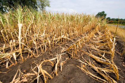 Dry and almost dead maize at the end of a very dry summer in the Netherlands. Credit: Robert Hoetink / Alamy Stock Photo. Image ID: PH9DB7