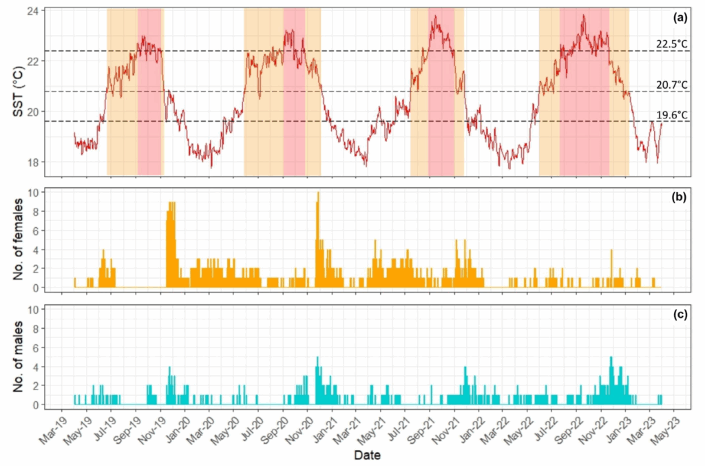 Daily average SSTs (top panel) against female (middle panel) and male (bottom panel) angelshark count in the study area throughout the study period 2019-23.