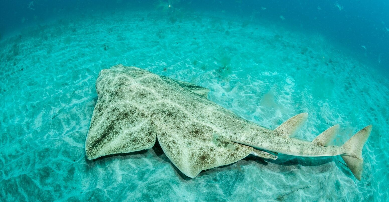 An angelshark on the sea bed off La Graciosa, Canary Islands, Spain