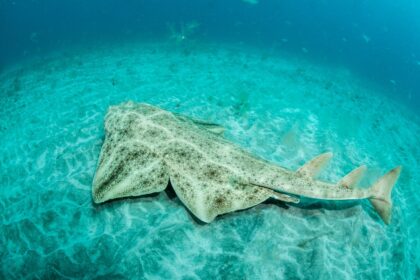 An angelshark on the sea bed off La Graciosa, Canary Islands, Spain