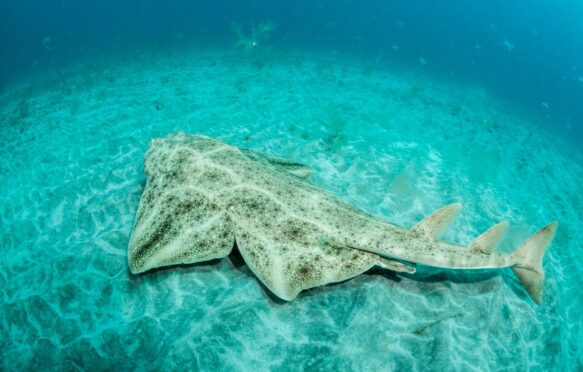 An angelshark on the sea bed off La Graciosa, Canary Islands, Spain