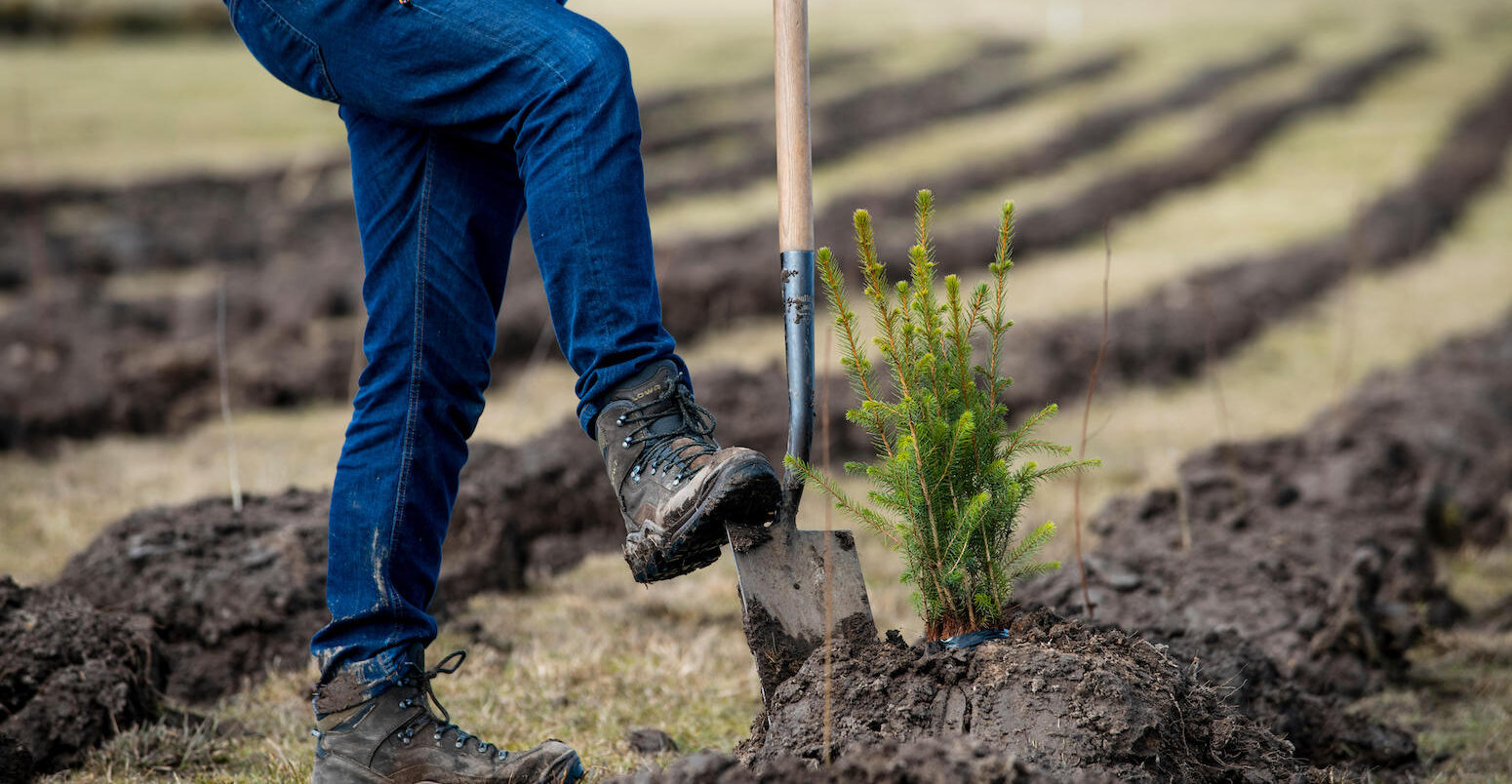 The first trees being planted in England's largest forest for more than 30 years, Doddington North Moor, 2018. Credit: Andrew O'Brien / Alamy Stock Photo. Image ID: RG34J0.