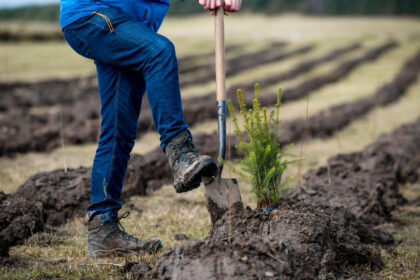 The first trees being planted in England's largest forest for more than 30 years, Doddington North Moor, 2018. Credit: Andrew O'Brien / Alamy Stock Photo. Image ID: RG34J0.