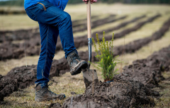 The first trees being planted in England's largest forest for more than 30 years, Doddington North Moor, 2018. Credit: Andrew O'Brien / Alamy Stock Photo. Image ID: RG34J0.