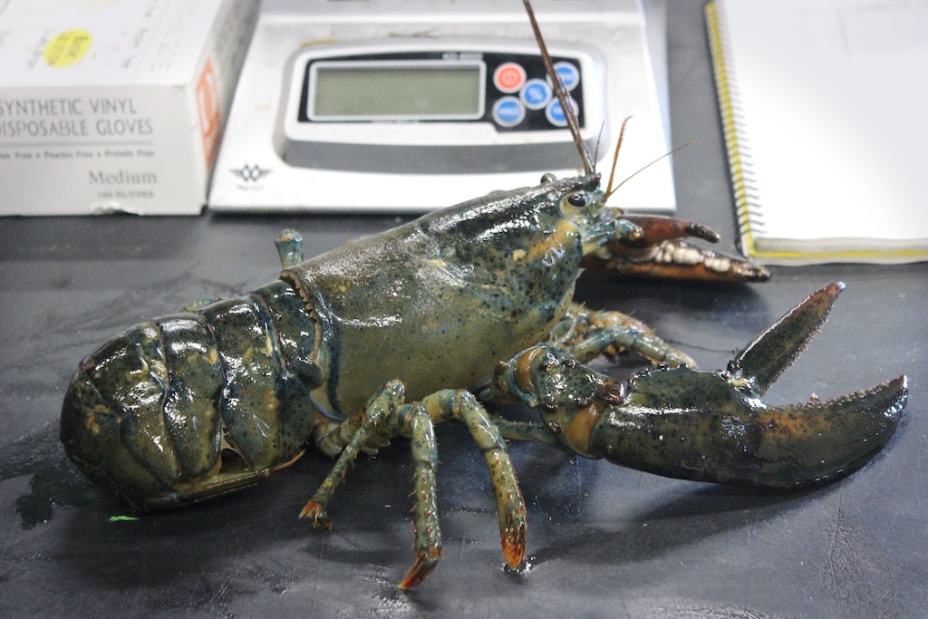 Cropped 16 July 2025: EU deforestation law pushback; Agri emissions; US lobster disease – Carbon Brief Cropped 16 July 2025: EU deforestation law pushback; Agri emissions; US lobster disease – Carbon Brief