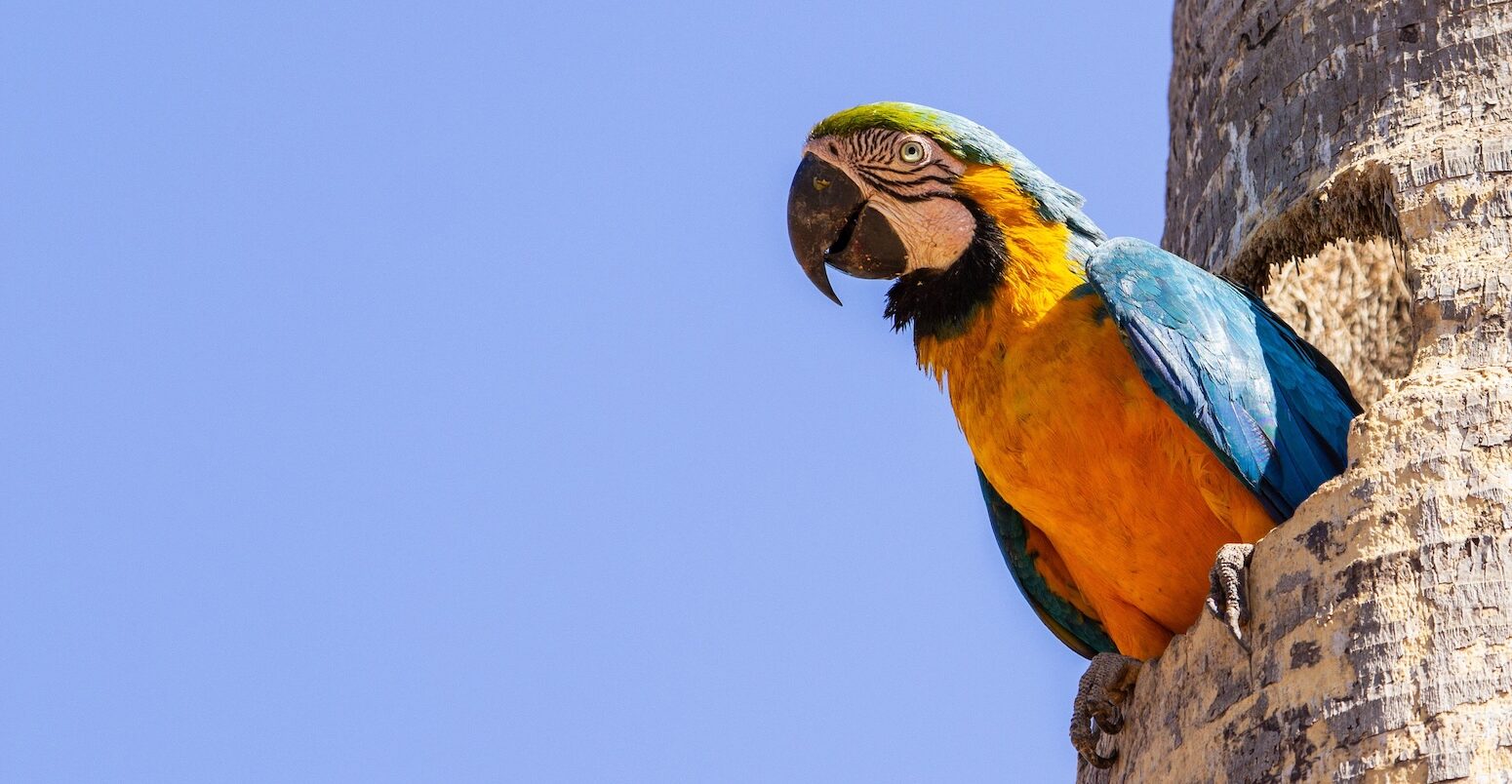 A macaw with half of its body inside a hole in a coconut tree trunk.