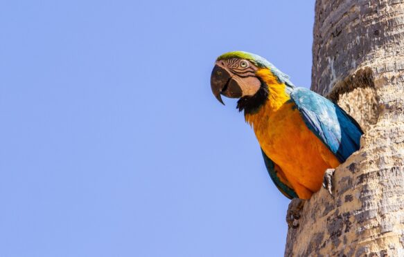 A macaw with half of its body inside a hole in a coconut tree trunk.
