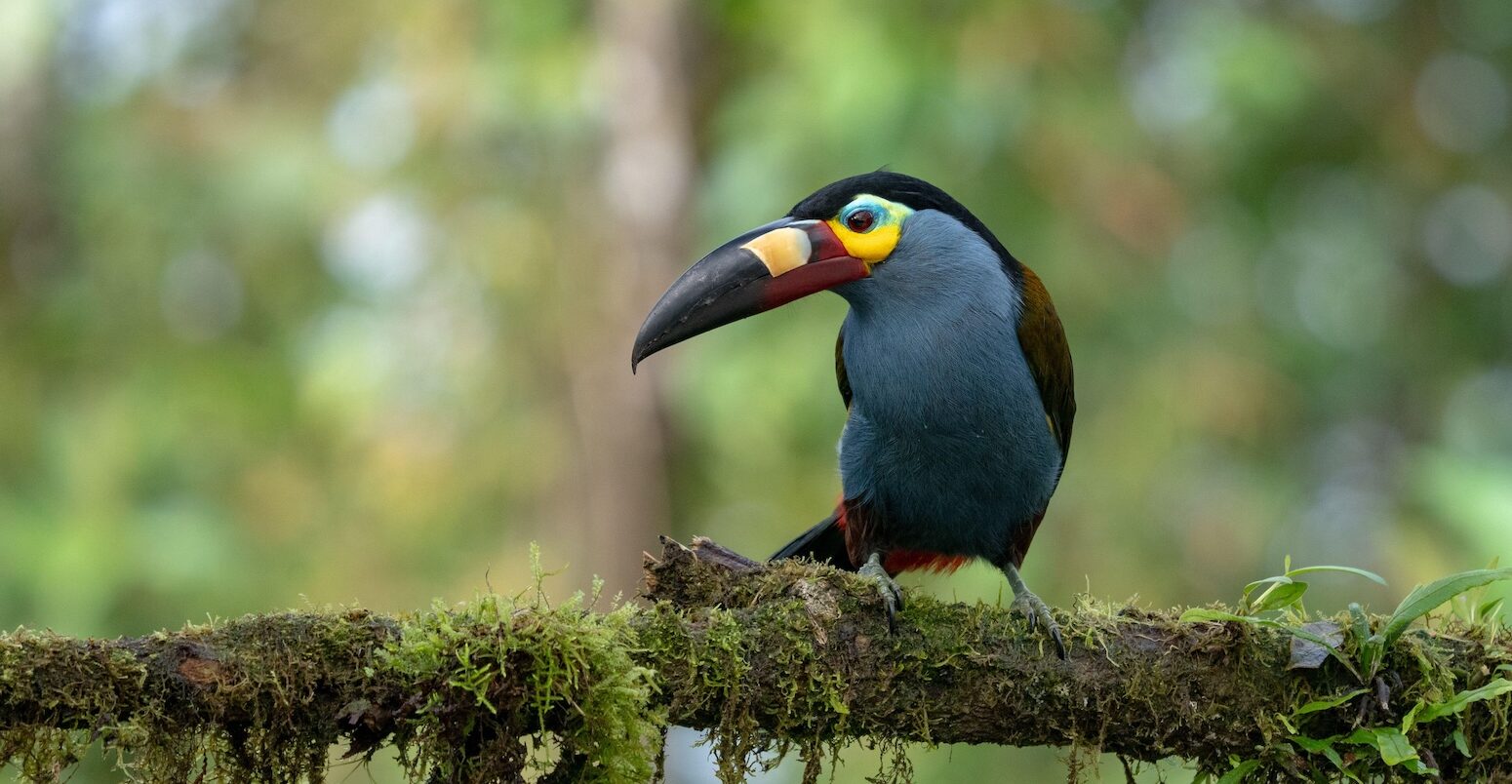 Plate-billed mountain toucan, Ecuador.