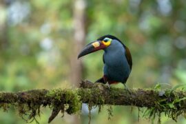 Plate-billed mountain toucan, Ecuador.