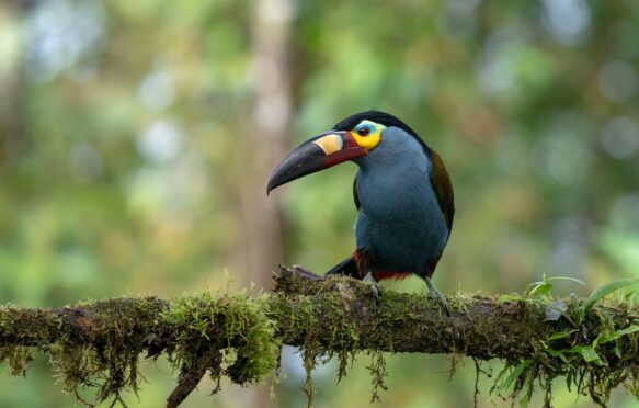 Plate-billed mountain toucan, Ecuador.