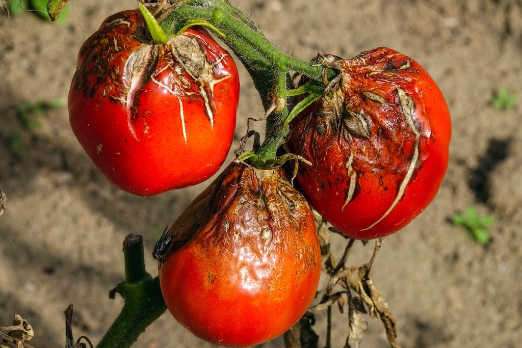 Blight tomato disease.