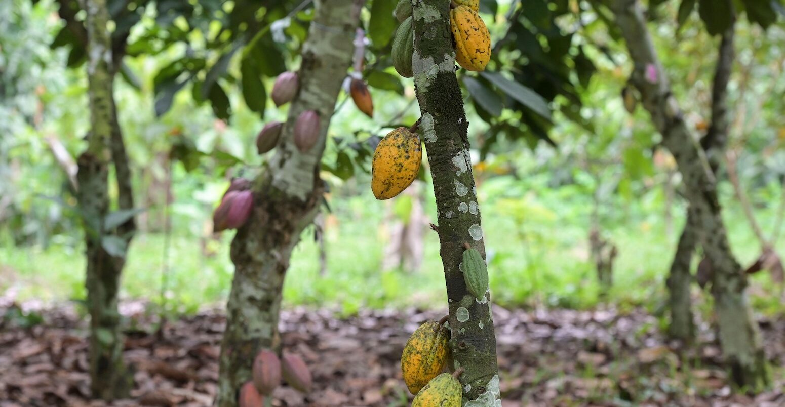 Cocoa farm in the Ivory Coast
