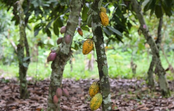 Cocoa farm in the Ivory Coast